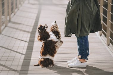 american cocker spaniel dog begging outdoors with owner
