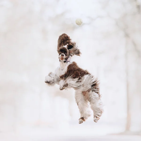 Fröhlicher amerikanischer Cockerspaniel-Hund springt nach einem Tennisball auf — Stockfoto