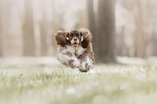 Feliz americano cocker spaniel cão correndo na grama — Fotografia de Stock