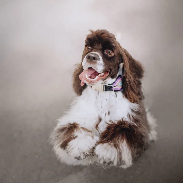 Americký kokršpaněl pes žebrání venku, horní pohled — Stock fotografie