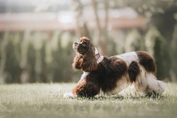 Americano cocker spaniel cão se curva para baixo na grama — Fotografia de Stock