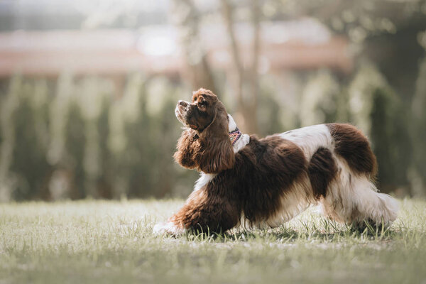 american cocker spaniel dog bows down on grass