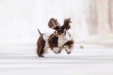 happy american cocker spaniel dog playing with a tennis ball