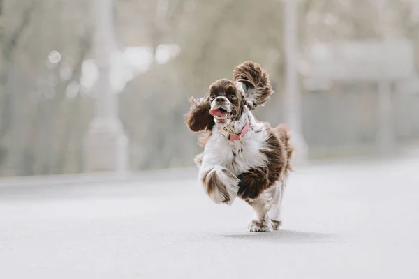 Szczęśliwy młody amerykański cocker spaniel pies działa na ulicy — Zdjęcie stockowe