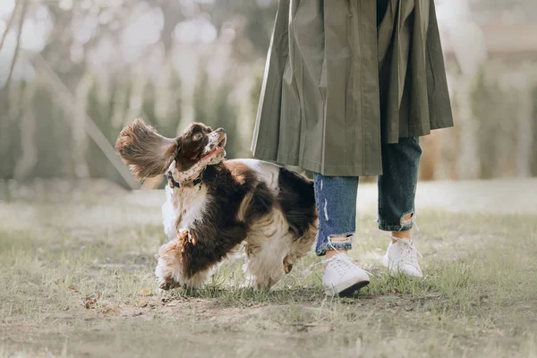 Felice americano cocker spaniel cane a piedi all'aperto con il proprietario — Foto Stock