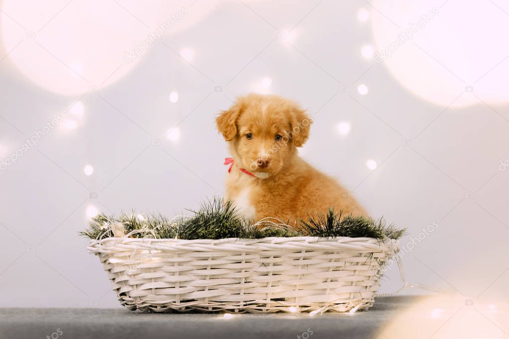 toller puppy sitting in a basket indoors with christmas lights