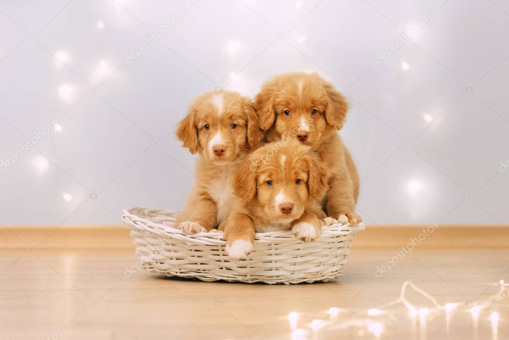 three toller retriever puppies posing together in a basket
