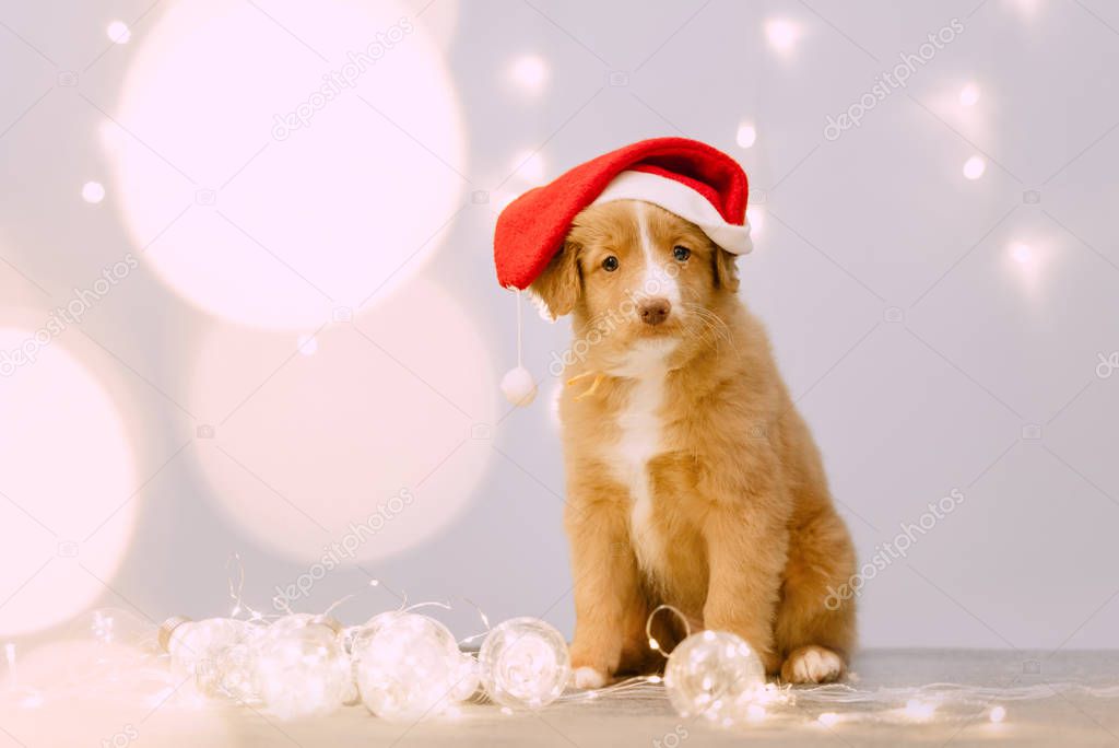 toller retriever puppy in santa hat posing with led lights