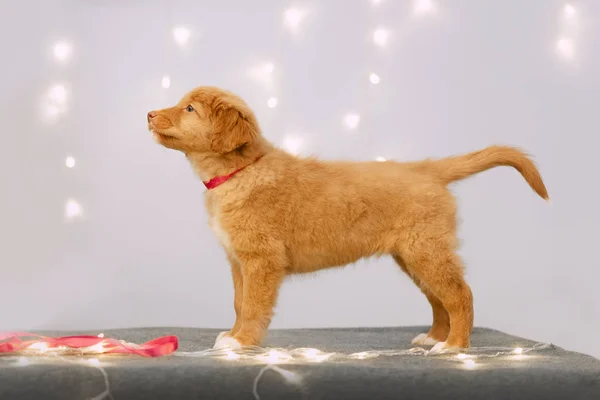 Toller retriever valp står inomhus med led ljus — Stockfoto