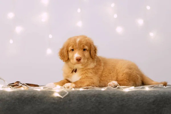 Toller retriever szczeniak leżący w domu z diodami LED — Zdjęcie stockowe