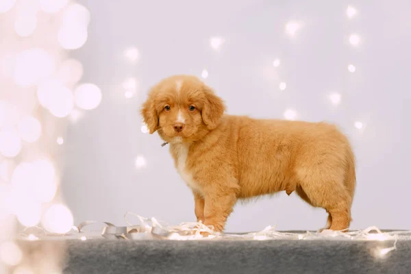 Toller retriever valp poserar inomhus med ledljus — Stockfoto