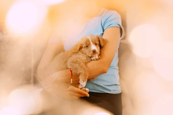 Toller retriever cachorro descansando em proprietários braços dentro de casa — Fotografia de Stock