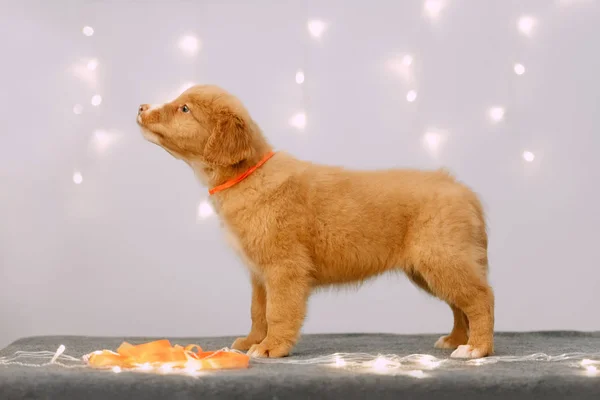 Toller retriever valp står inomhus med led ljus — Stockfoto