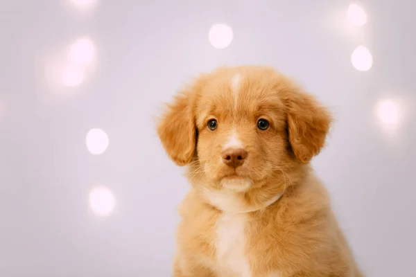 Toller retriever valp poserar inomhus med ledljus — Stockfoto