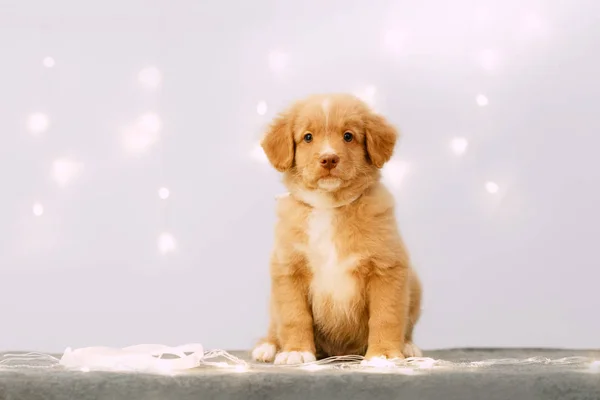 Toller retrívr štěně sedí uvnitř s LED světla — Stock fotografie