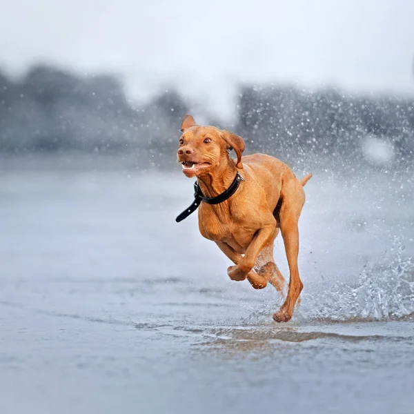 Engraçado húngaro vizsla cão correndo na praia na água — Fotografia de Stock