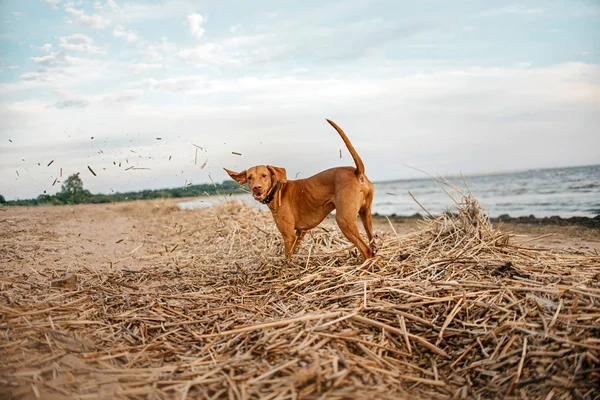 Happy vizsla dog playing on the beach in summer — 스톡 사진