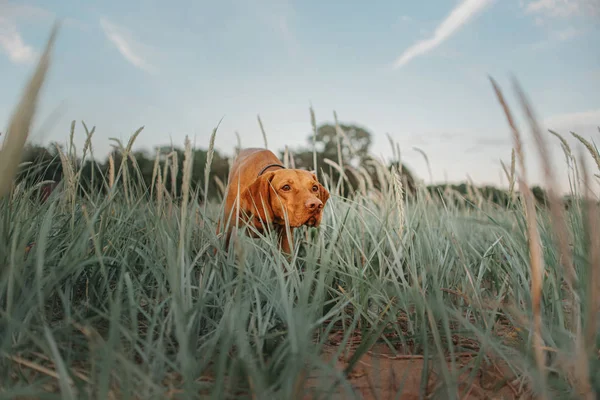 Vizsla cane che punta sulla spiaggia in erba — Foto Stock