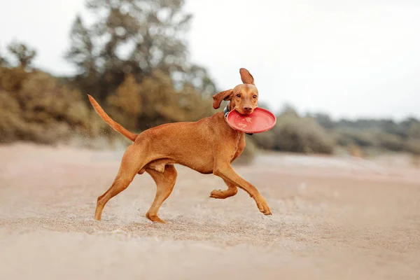 Šťastný vizsla pes běží na pláži s létající disk — Stock fotografie