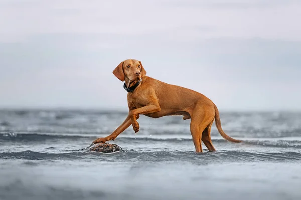 Macar Vizsla köpeği denizde bir kayanın üzerinde poz veriyor. — Stok fotoğraf
