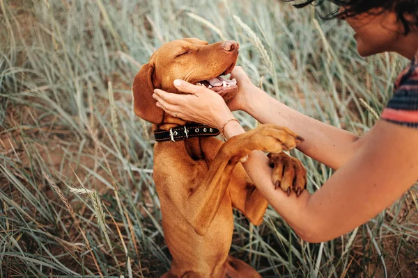 Happy vizsla dog portrait with owner hands petting him — Stock Photo, Image