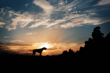 Macar Vizsla köpek silueti gün batımında dışarıda duruyor.