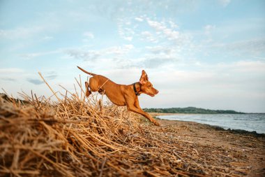 Macar Vizsla köpeği plaja atlar.