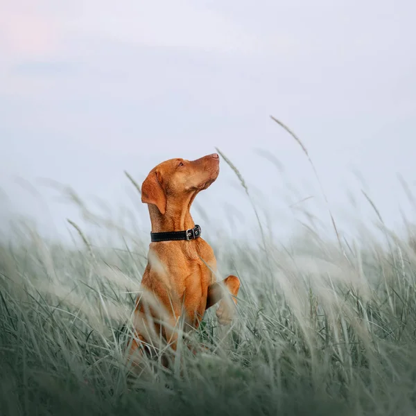 Hungarian vizsla perro sentado en alto hierba sosteniendo la pata hasta —  Fotos de Stock