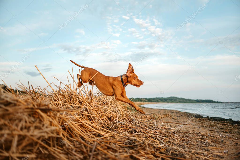 hungarian vizsla dog jumps on a beach