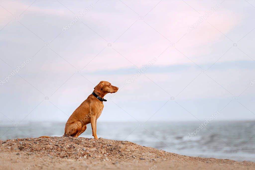 vizsla dog in a collar sitting on a beach