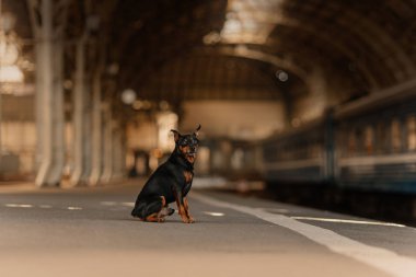 Küçük sadık köpek tren istasyonunda sahibini bekliyor.