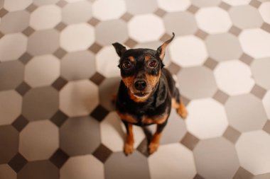 blakc miniature pinscher dog portrait, top view clipart