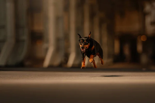 Miniatűr pinscher kutya fut a vasútállomáson — Stock Fotó