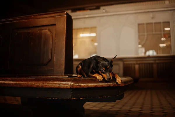 Miniatura pinscher cão deitado em um banco de madeira — Fotografia de Stock