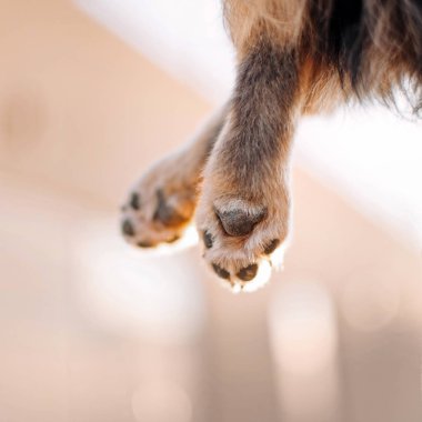 Bir chihuahua köpek patisinin yakınına.