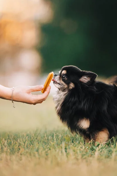 happy chihuahua dog takes a treat from owner outdoors