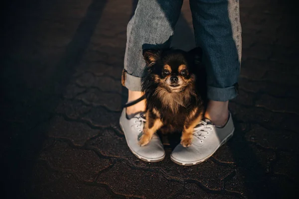 Chihuahua dog sitting with paws on owner shoes — Stock Photo, Image