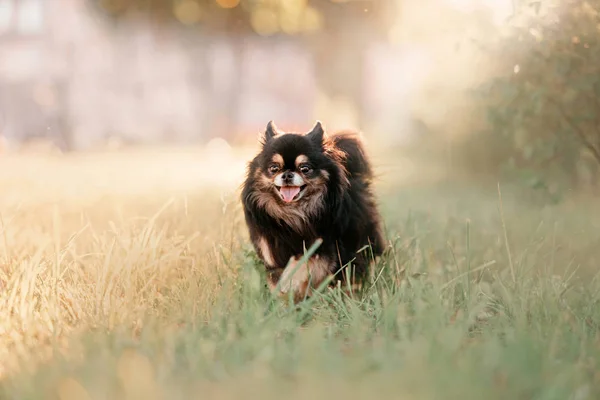 Cão chihuahua feliz andando ao ar livre no verão — Fotografia de Stock