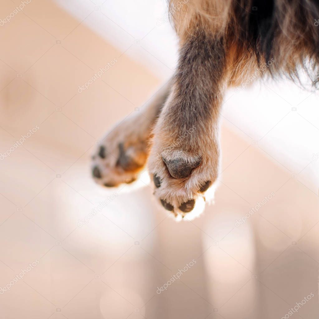 close up of a chihuahua dog paws
