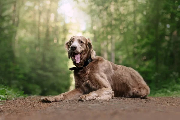 Zabawny pies weimaraner leżący w lesie — Zdjęcie stockowe