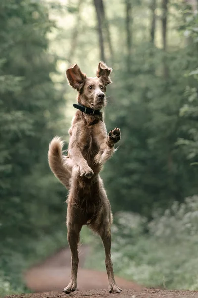 Legrační Weimaraner pes skákání nahoru v lese — Stock fotografie