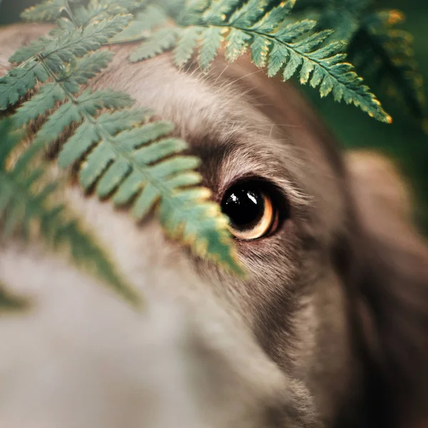 Perto de um olho de cão weimaraner ao ar livre — Fotografia de Stock