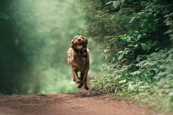 Engraçado weimaraner cão em uma coleira correndo na floresta — Fotografia de Stock