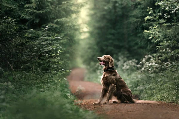 Длинноволосая веймаранерская собака, сидящая в лесу летом — стоковое фото