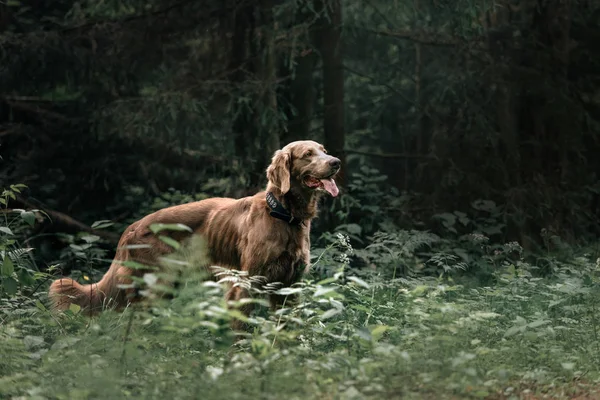 Longo cabelo weimaraner cão posando na floresta — Fotografia de Stock