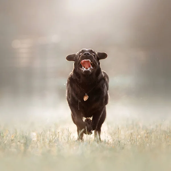 Cão labrador com expressão louca correndo ao ar livre — Fotografia de Stock