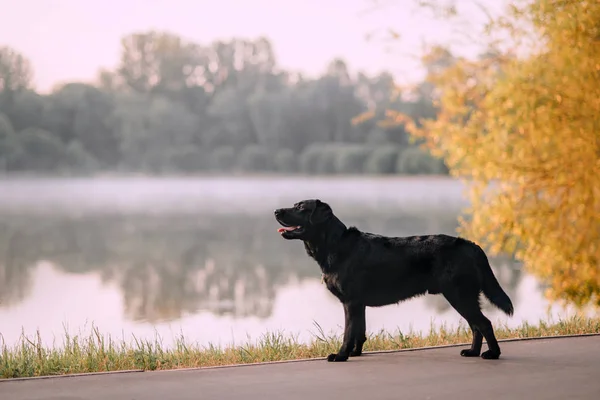 Nero cane labrador in piedi vicino al fiume nella nebbia del mattino — Foto Stock