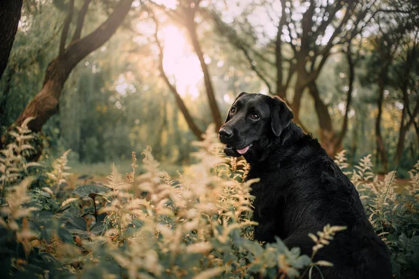 Czarny pies labrador siedzi na zewnątrz w parku — Zdjęcie stockowe