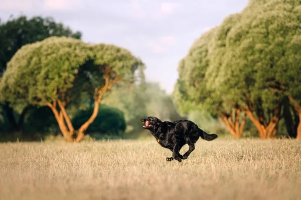 Glad labrador hund körs på ett fält på sommaren — Stockfoto