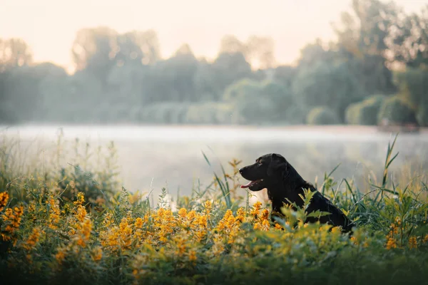日出时坐在河边的黑色拉布拉多犬 — 图库照片